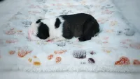 Bell, a female Boston Terrier for sale in Foxworth, MS – 2 of 7