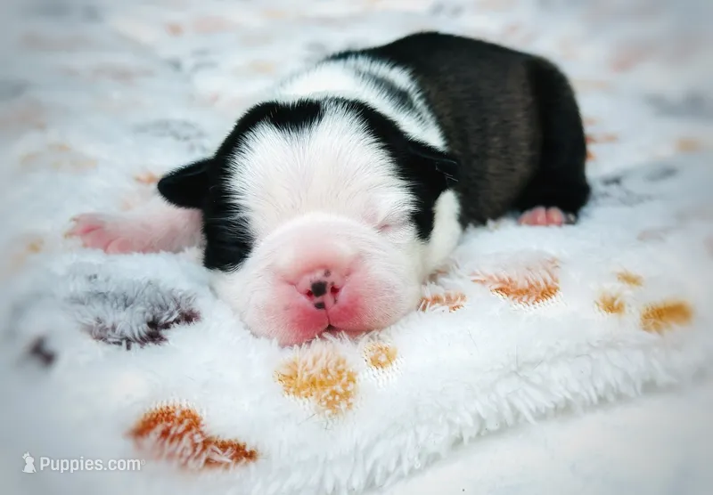 Bell – Boston Terrier puppy for sale in Foxworth, MS