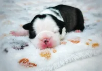 Bell, a female Boston Terrier for sale in Foxworth, MS – 1 of 7