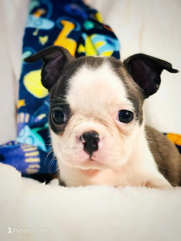 Bell – Boston Terrier puppy for sale in Foxworth, MS