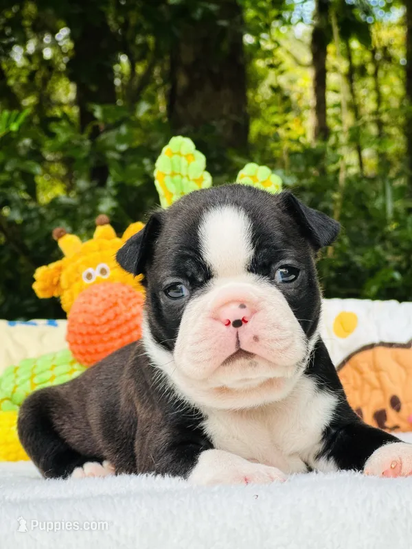Rolly  – Boston Terrier puppy for sale in Foxworth, MS