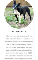 Rossette, a female Boston Terrier for sale in Foxworth, MS – 7 of 7
