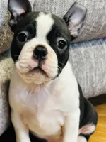 Buddy, a  Boston Terrier for sale in Foxworth, MS – 4 of 6