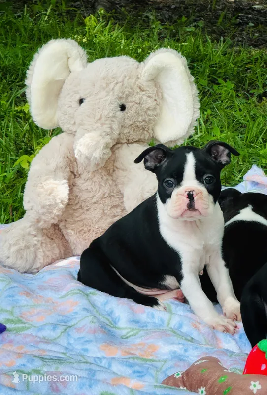 Tank, a male Boston Terrier for sale in Foxworth, MS – 1 of 4
