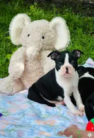 Tank, a male Boston Terrier for sale in Foxworth, MS – 1 of 4
