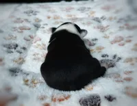 Lilly, a female Boston Terrier for sale in Foxworth, MS – 5 of 5