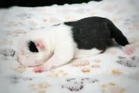 Rossette, a female Boston Terrier for sale in Foxworth, MS – 4 of 7