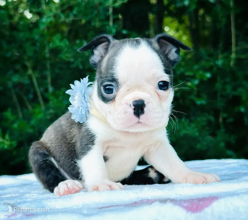 Bell – Boston Terrier puppy for sale in Foxworth, MS