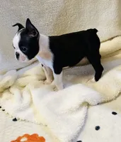Scobby, a male Boston Terrier for sale in Foxworth, MS – 3 of 5