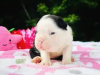 Claire, a female Boston Terrier for sale in Foxworth, MS – 2 of 6