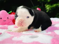 Claire, a female Boston Terrier for sale in Foxworth, MS – 6 of 6