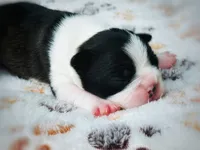 Daisy, a female Boston Terrier for sale in Foxworth, MS – 5 of 5