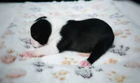 Daisy, a female Boston Terrier for sale in Foxworth, MS – 3 of 5