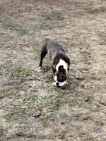 Macy. , a female Boston Terrier for sale in Foxworth, MS – 3 of 3