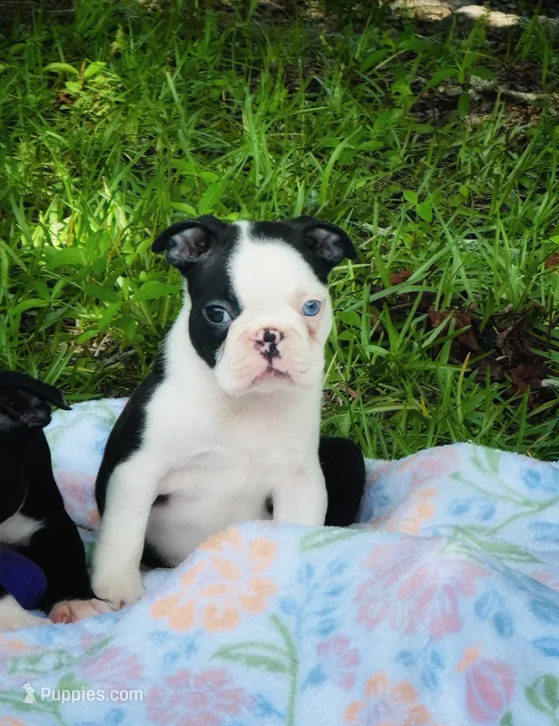 Claire – Boston Terrier puppy for sale in Foxworth, MS