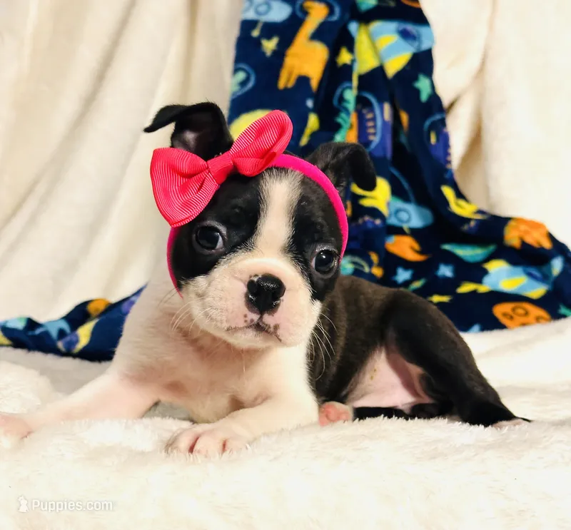 Daisy – Boston Terrier puppy for sale in Foxworth, MS