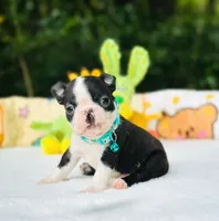 Froggy, a male Boston Terrier for sale in Foxworth, MS – 3 of 5