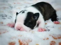 Rose, a female Boston Terrier for sale in Foxworth, MS – 4 of 6