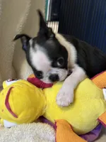 Scobby, a male Boston Terrier for sale in Foxworth, MS – 5 of 5