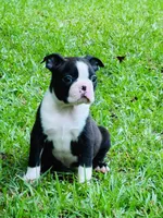Ross, a male Boston Terrier for sale in Foxworth, MS – 3 of 6