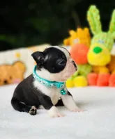 Froggy, a male Boston Terrier for sale in Foxworth, MS – 2 of 5