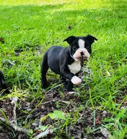 Carter, a male Boston Terrier for sale in Foxworth, MS – 2 of 6