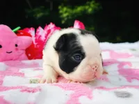 Claire, a female Boston Terrier for sale in Foxworth, MS – 5 of 6