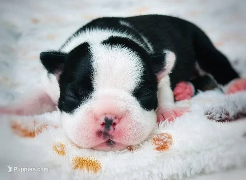 Lilly – Boston Terrier puppy for sale in Foxworth, MS