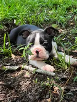 Tank, a male Boston Terrier for sale in Foxworth, MS – 3 of 4