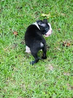 Ross, a male Boston Terrier for sale in Foxworth, MS – 5 of 6