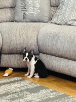 Buddy, a  Boston Terrier for sale in Foxworth, MS – 2 of 6