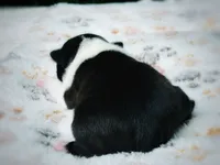 Daisy, a female Boston Terrier for sale in Foxworth, MS – 4 of 5