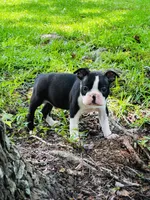 Tank, a male Boston Terrier for sale in Foxworth, MS – 4 of 4
