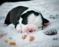 Bell, a female Boston Terrier for sale in Foxworth, MS – 4 of 7