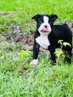 Carter, a male Boston Terrier for sale in Foxworth, MS – 6 of 6