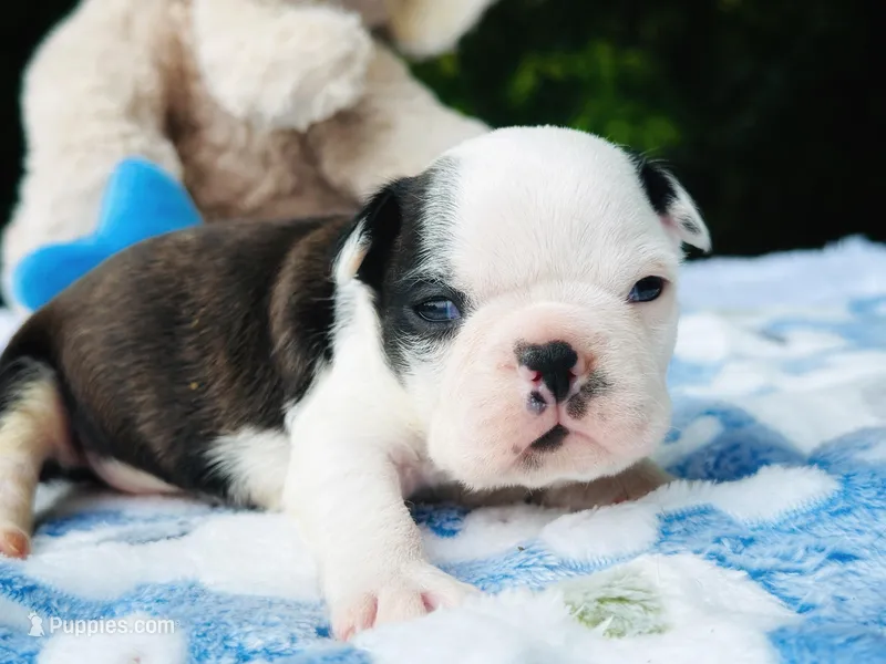 Harvey – Boston Terrier puppy for sale in Foxworth, MS