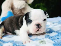 Harvey, a male Boston Terrier for sale in Foxworth, MS – Photo 1 of 8