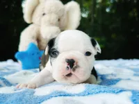 Harvey, a male Boston Terrier for sale in Foxworth, MS – Photo 2 of 8