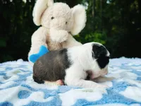 Harvey, a male Boston Terrier for sale in Foxworth, MS – Photo 7 of 8