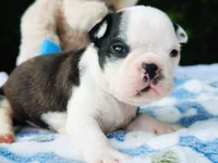 Harvey, a male Boston Terrier for sale in Foxworth, MS – Photo 6 of 8