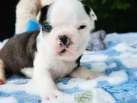 Harvey, a male Boston Terrier for sale in Foxworth, MS – Photo 5 of 8