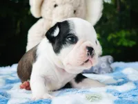 Harvey, a male Boston Terrier for sale in Foxworth, MS – Photo 4 of 8
