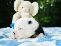 Harvey, a male Boston Terrier for sale in Foxworth, MS – Photo 3 of 8