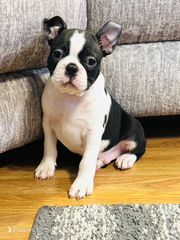 Buddy – Boston Terrier puppy for sale in Foxworth, MS