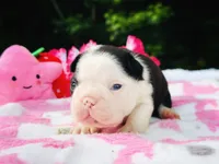 Claire, a female Boston Terrier for sale in Foxworth, MS – 4 of 6