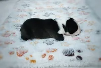 Bell, a female Boston Terrier for sale in Foxworth, MS – 3 of 7