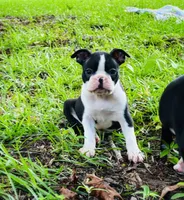 Tank, a male Boston Terrier for sale in Foxworth, MS – 2 of 4