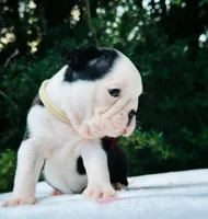 Bella., a female Boston Terrier for sale in Foxworth, MS – 5 of 5