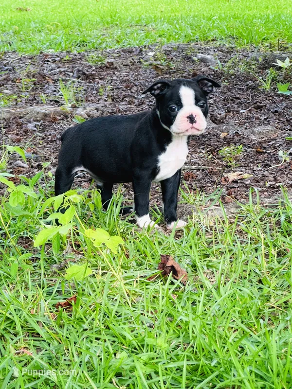 Carter – Boston Terrier puppy for sale in Foxworth, MS