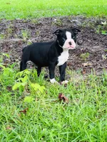 Carter, a male Boston Terrier for sale in Foxworth, MS – 1 of 6